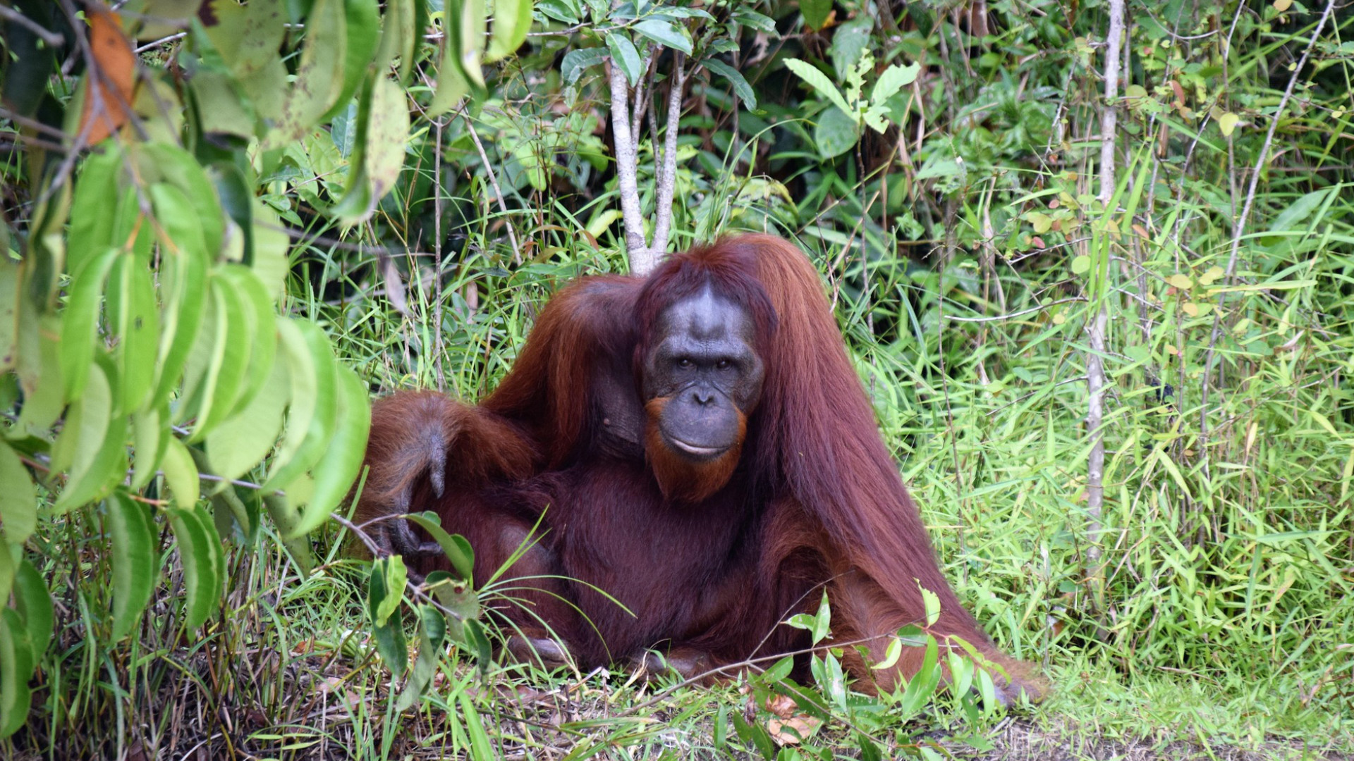 Exploring the Natural Beauty of Bukit Lawang: Encountering Orangutans in the Heart of the Sumatran Forest